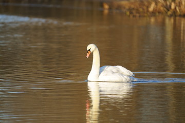 Fototapeta premium Swan - Oslo Norway