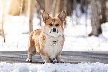 Corgi dog in the Park