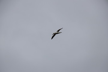 Albatros royal en vol  : Diomedea epomophora