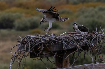 nido di falco con due cuccioli