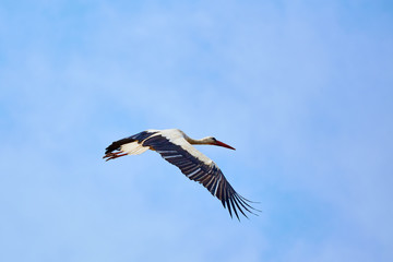 Stork during the flight against the blue sky