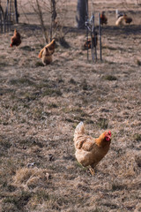 Hen on meadow in grass.