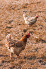 Hen on meadow in grass.