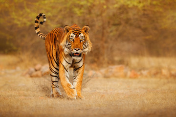 Great tiger male in the nature habitat. Tiger walk during the golden light time. Wildlife scene with danger animal. Hot summer in India. Dry area with beautiful indian tiger, Panthera tigris
