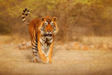 Fototapeten Großer Tigermann im Naturlebensraum. Tigerwanderung während der goldenen Lichtzeit. Wildlife-Szene mit Gefahrentier. Heißer Sommer in Indien. Trockengebiet mit schönem indischen Tiger, Panthera tigris © photocech
