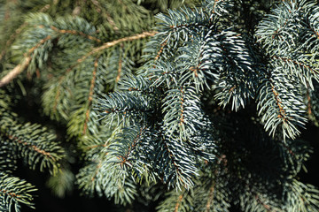 Beautiful background of fir branches.