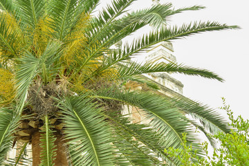 Palmier et péruche a Séville 