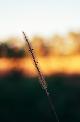 dry grass stem with fluffy inflorescence. Macro photography. Layout for design.