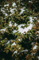 Fototapeta na wymiar Boxwood twigs in the snow in the garden. Decorative bushes are covered with white fluffy snow.