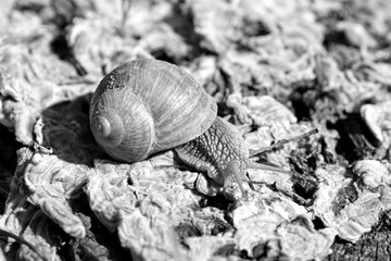 weinbergschnecke, helix pomatia