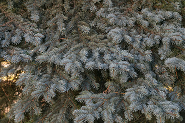 Beautiful background of fir branches.