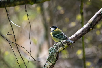 The Great Tit, Parus major, is sitting in color environment of wildlife, sýkora koňadra