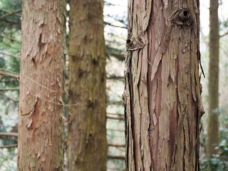 杉の木の樹皮