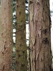 杉の木の樹皮