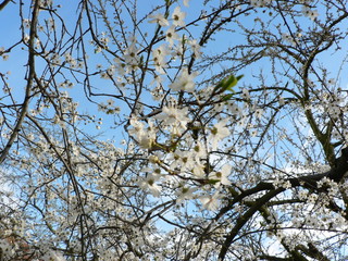 Beautiful tender tree blossom in sunlight, floral background, spring blooming flowers. Cherry blossoms in the Prague city garden. Copy space for text.