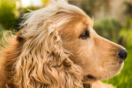 coker spaniel dog in the garden