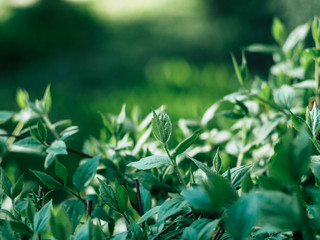 Green plants and grass in spring morning