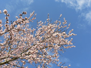 Beautiful tender tree blossom in sunlight, floral background, spring blooming flowers. Cherry blossoms in the Prague city garden. Copy space for text.