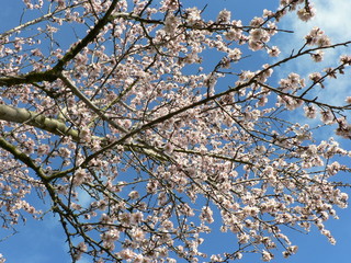Beautiful tender tree blossom in sunlight, floral background, spring blooming flowers. Cherry blossoms in the Prague city garden. Copy space for text.