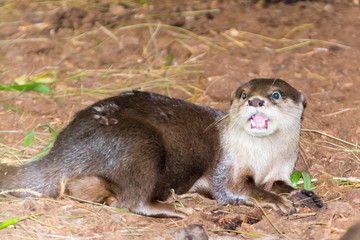 Asian small-clawed otter shows its sharp teeth