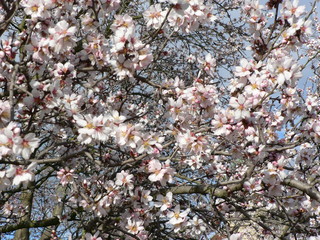 Beautiful tender tree blossom in sunlight, floral background, spring blooming flowers. Cherry blossoms in the Prague city garden. Copy space for text.