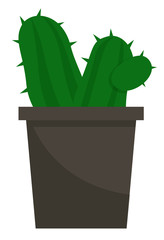 Evergreen plant with prickly thorns in black pot. Succulent that grown indoor in potting soil. Isolated object for house and office decoration. Vector illustration of potted houseplant in flat style