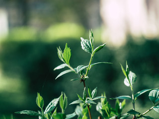 Green plants and grass in spring morning
