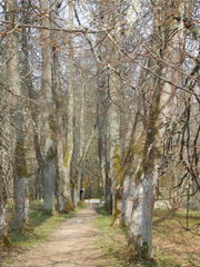 Fototapeta premium Аллея