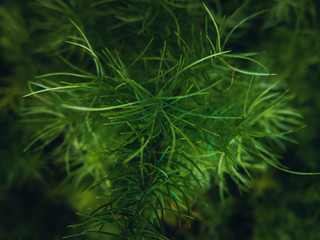 Green plant in garden and blur background, flash condition in cinematic mood