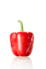 Red pepper isolated on white background. Red and green with water drips. 