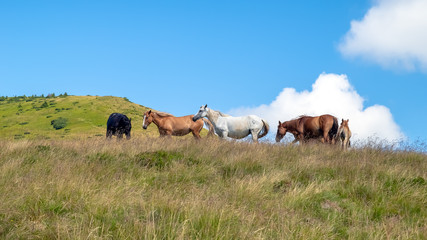 Horses with a foal walking in the mountains on a meadow on a warm summer day. Natural background