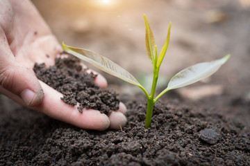 Trees growing from fertile soil and hands are going to use the soil to nourish the trees. Concept of environmental awareness Complete soil, agriculture, preserve global warming by planting trees.