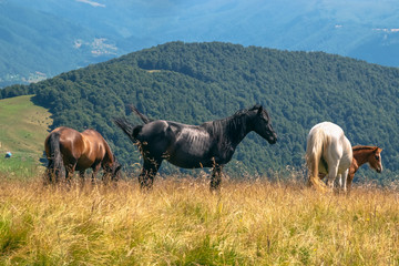 Horses with a foal walking in the mountains on a meadow on a warm summer day. Natural background