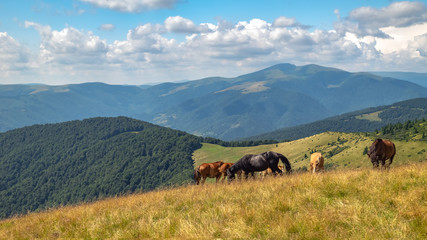 Fototapeta na wymiar Horses with a foal walking in the mountains on a meadow on a warm summer day. Natural background
