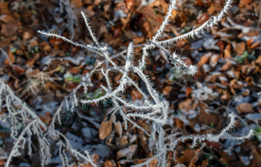 Even straggly weeds can look eye appealing when covered with pretty white frost against a defocused brown background of dead leaves and winter debri.