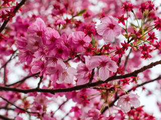 Closeup view of pink cherry blossoms.