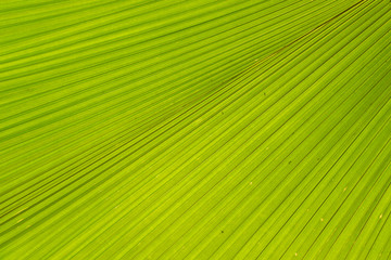 Fototapeta premium Green palm leaf pattern background
