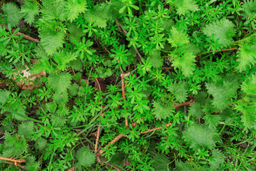 parterre de plantes vertes