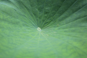 lotus leaf