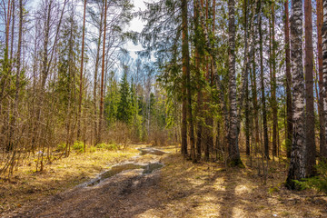 Obraz premium Dirt road in a forest. Rural scene