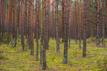 Obraz premium pine forest in early spring, the silence of nature