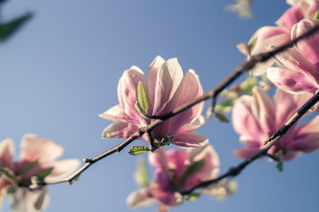 Magnolien im Sonnenlicht