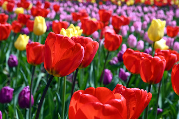 Fototapeta premium 日本の国営武蔵丘陵森林公園のお花畑の早咲きのチューリップが咲く春の風景 赤色の花のダーウィンオレンジ