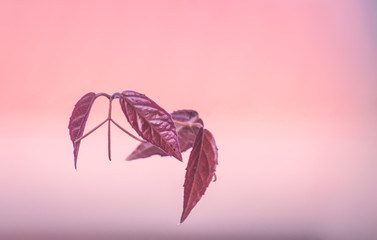 Um ramo de folhas vermelhas em um fundo degradê rosa