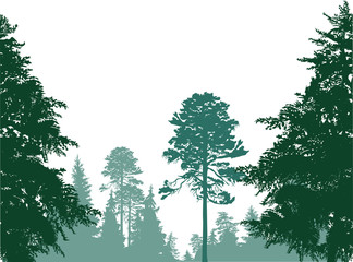 high pines above in green forest on white