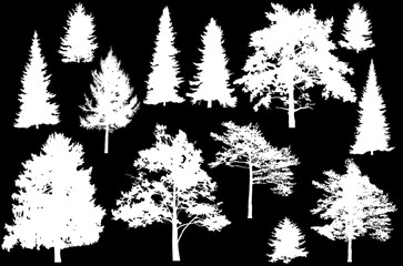 thirteen evergreen tree silhouettes isolated on black
