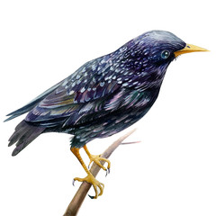 Starling bird on an isolated white background, watercolor illustration. 