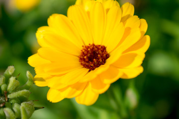 yellow flower