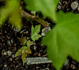 new growth in spring