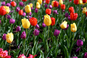 日本の国営武蔵丘陵森林公園のお花畑の早咲きのチューリップが咲く春の風景　カラフルなフレンドシップとダーウィンオレンジとパープルプリンス